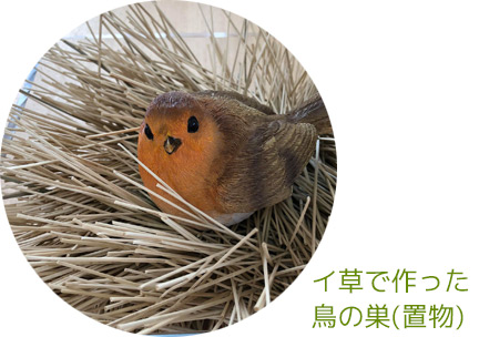 イ草鳥の巣